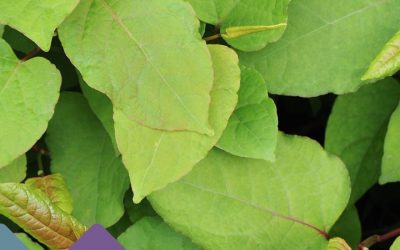 Your Guide to Japanese Knotweed