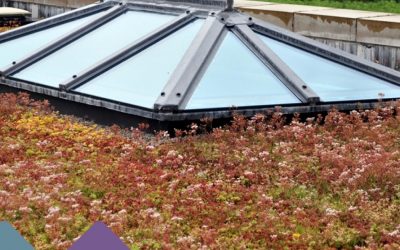 The Grass is Greener on the Other Side!