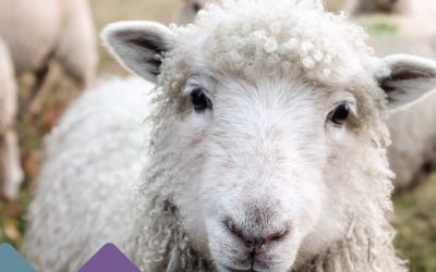 Sheep’s Wool Insulation – That’s Baar-my!
