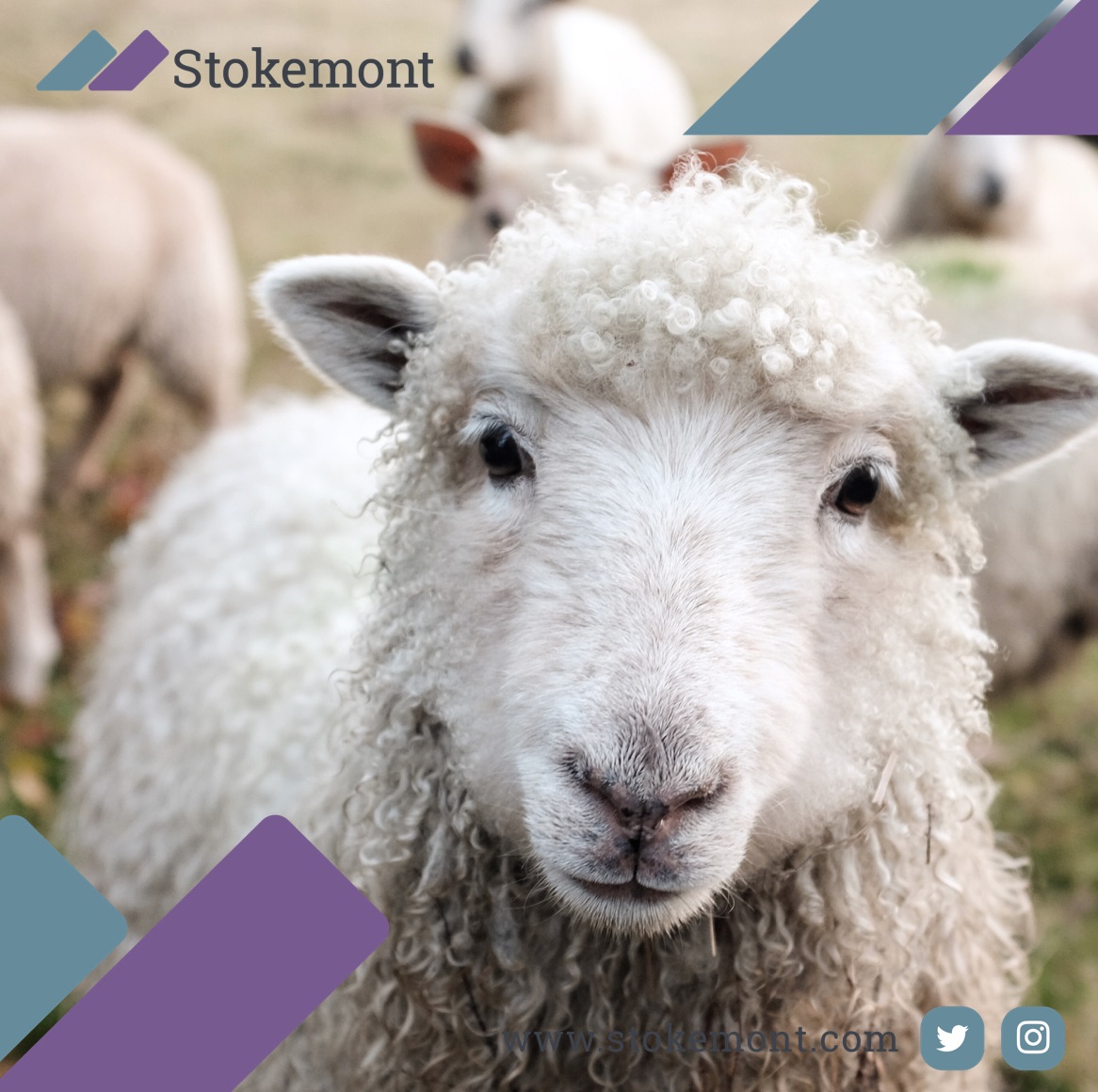 #Sheep #wool #insulation, is made up of the #waste product ‘off cuts’ #created through #shearing #sheep