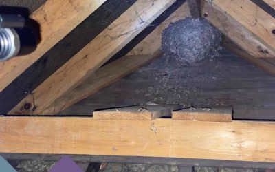 Wasp Nest, Taking the Sting out The Problem