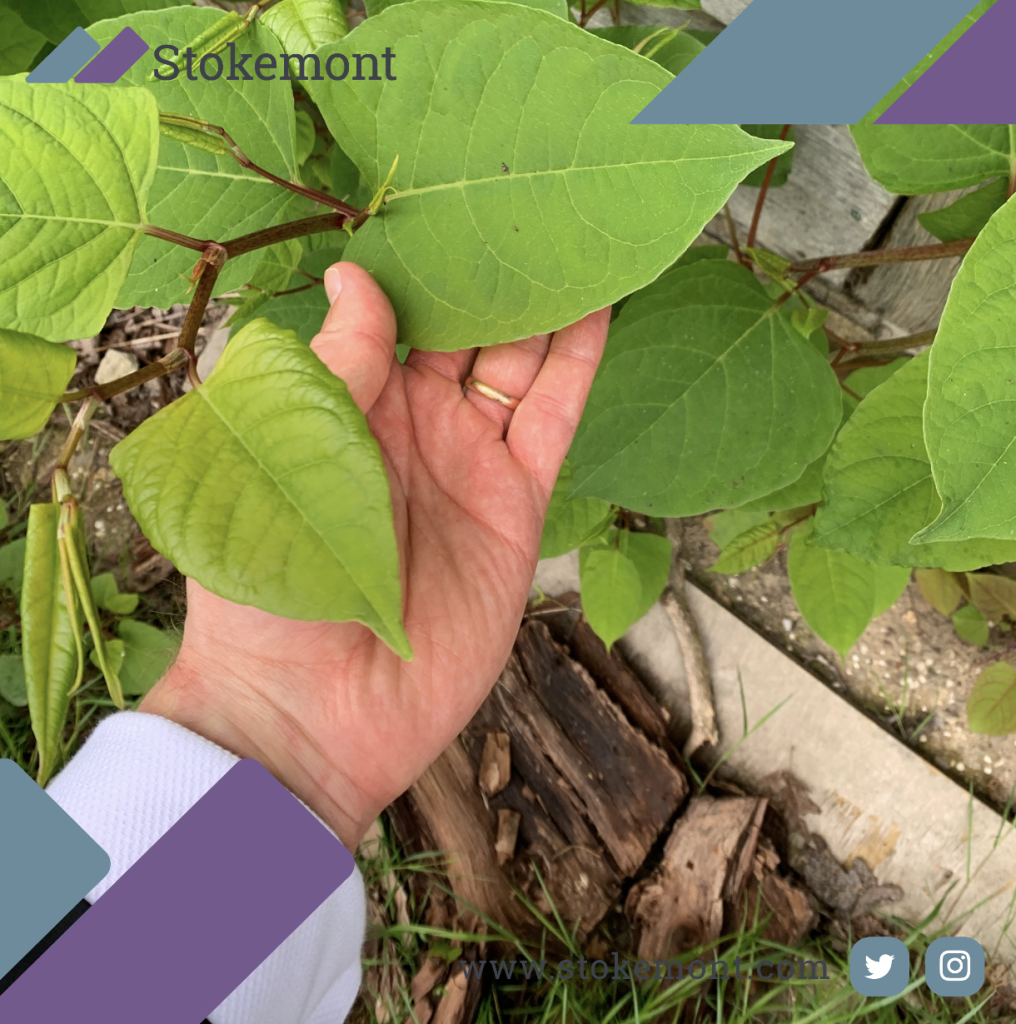 How To Get Rid Of Japanese Knotweed? - Stokemont