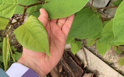 How to get rid of Japanese Knotweed?