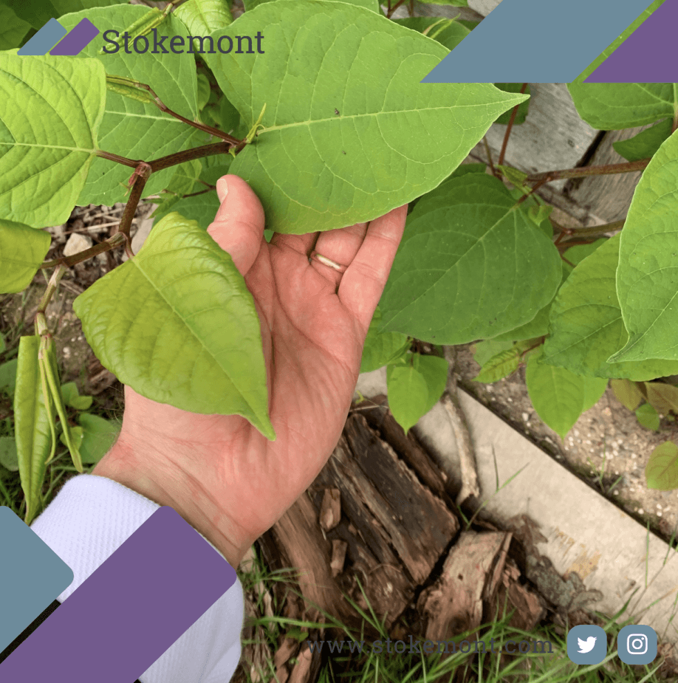 How to get rid of Japanese Knotweed? - Stokemont