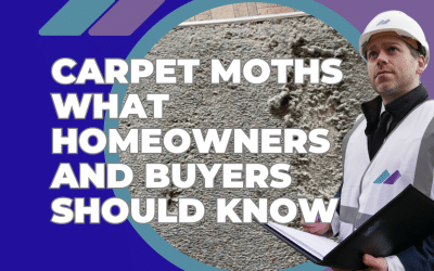 Carpet Moths What Homeowners and Buyers Should Know